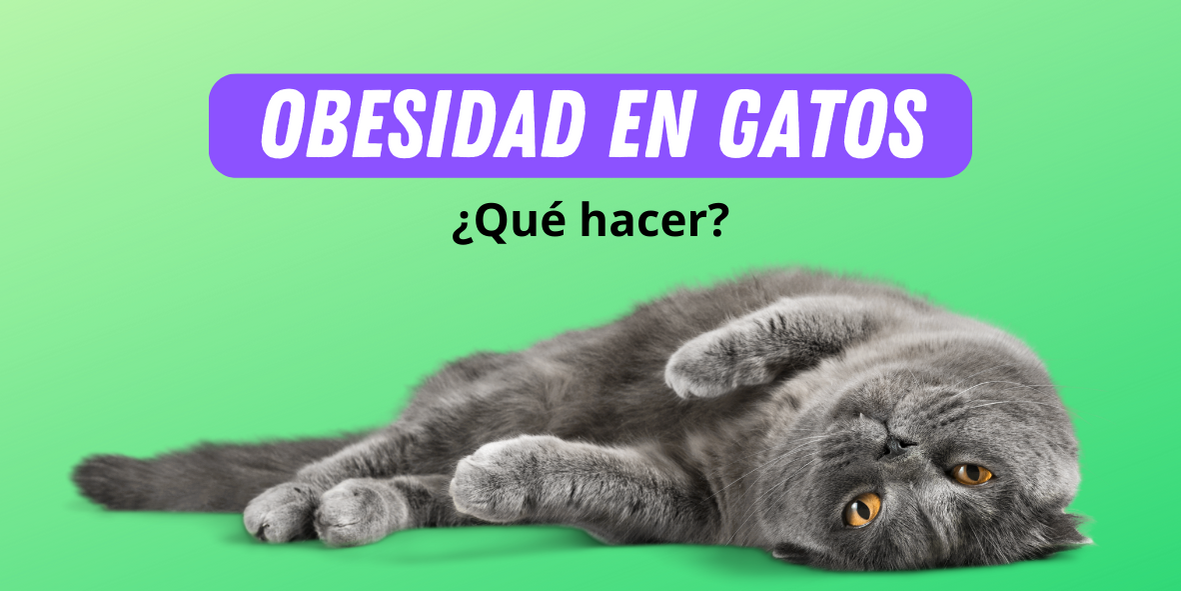 Obesidad En Gatos ¿qué Hacer Fullgatos 3163