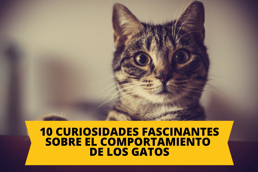 10 curiosidades fascinantes sobre el comportamiento de los gatos