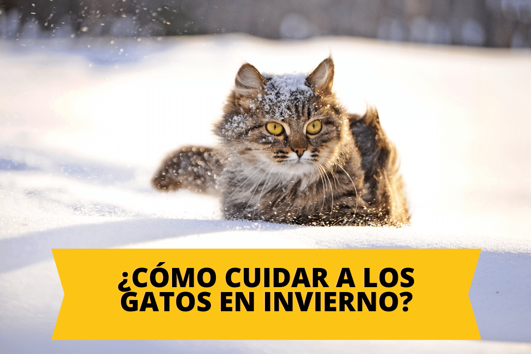¿Cómo cuidar a los gatos en el invierno?