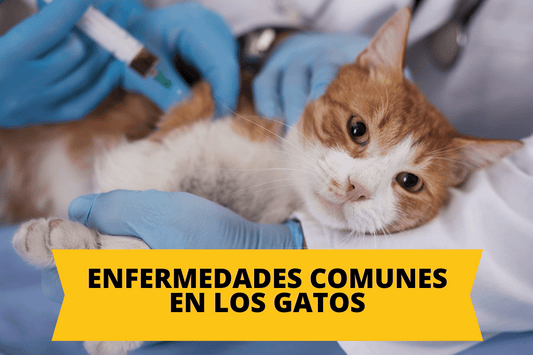 Enfermedades Comunes en Gatos: Lo que todo Dueño Debería Saber