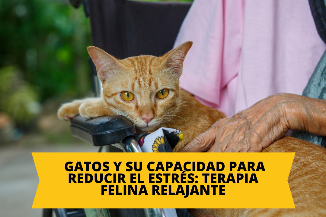 Gatos y su capacidad para reducir el estrés: terapia felina relajante