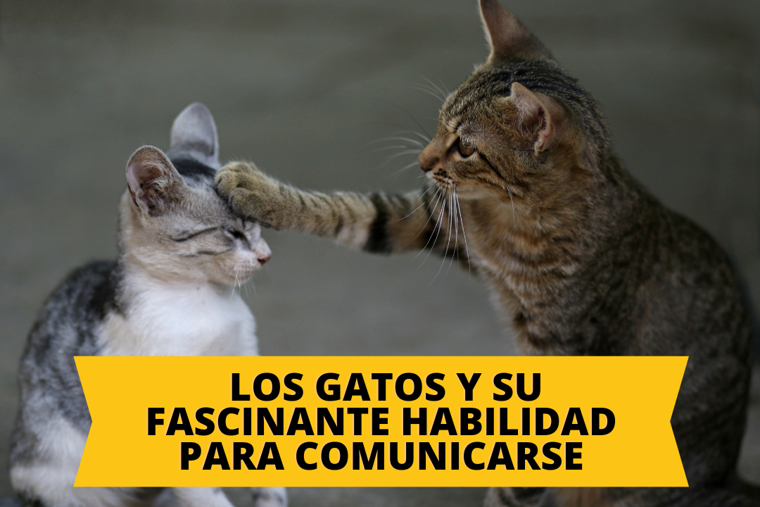 Los gatos y su fascinante habilidad para comunicarse