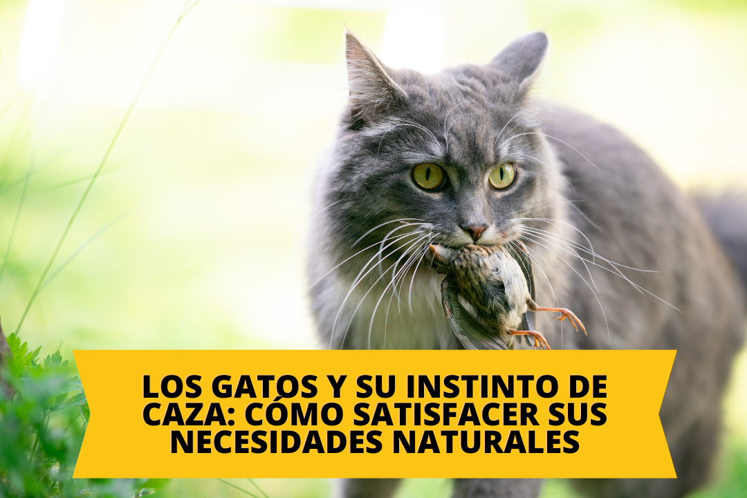 Los gatos y su instinto de caza: cómo satisfacer sus necesidades naturales