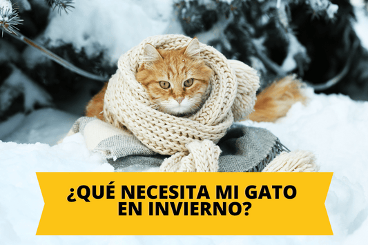 ¿Qué necesita mi gato en invierno?