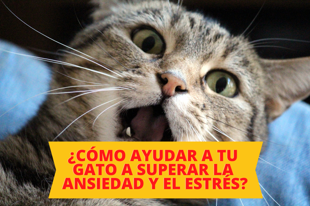 ¿Cómo ayudar a tu gato a superar la ansiedad y el estrés?