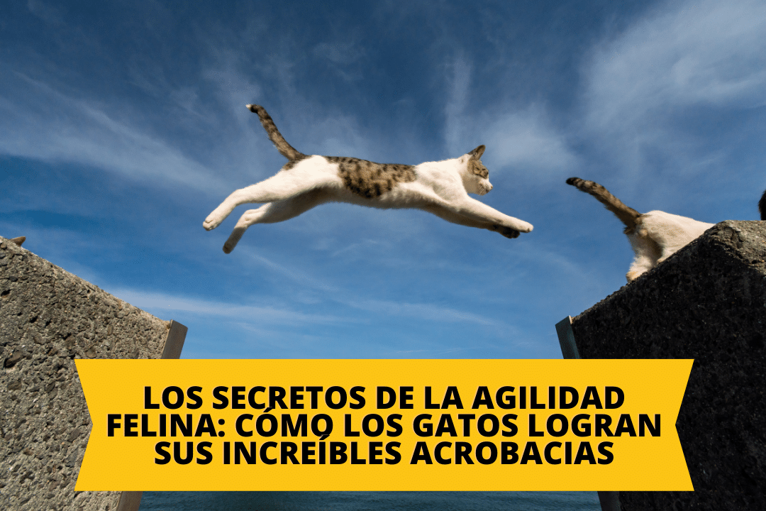Los secretos de la agilidad felina: cómo los gatos logran sus increíbles acrobacias