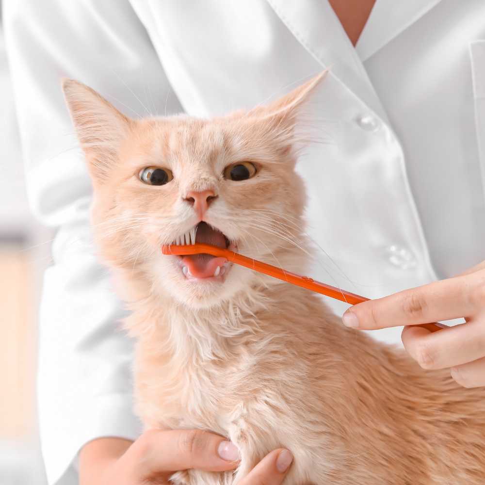 Combo de higiene dental para gatos bioline